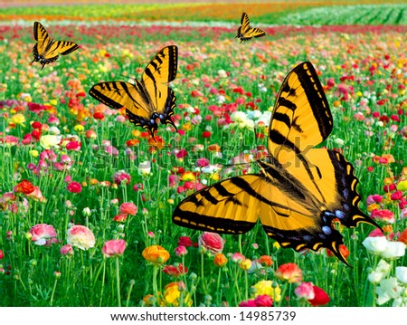 Eastern Tiger Swallowtail Butterfly\'s ~ Flying In Multi Colored Ranunculus Flower Fields