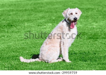 Got Tongue ~ Humorous Golden Labradoodle Sitting On Green Grass With Tongue Sticking Out