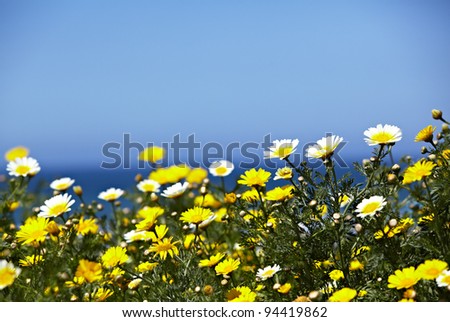 Native Field Of California Crown Daises, Chrysanthemum Coronarium With The Ocean or Sea and Blue Sky In The Background