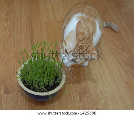 Orange and white cat eating grass
