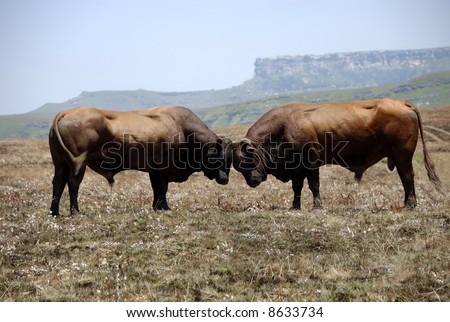two bulls