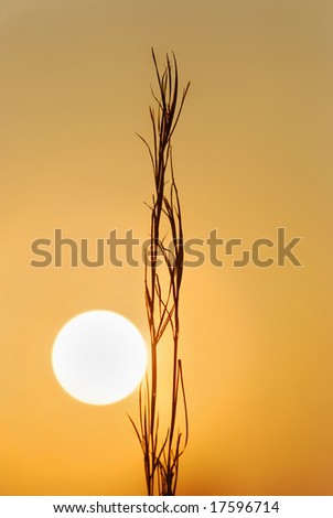 Warm image of the rising sun with dry grass silhouette