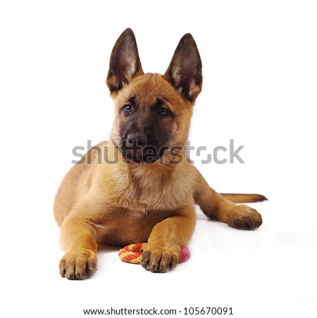 puppy dog 1 months old portrait belgian sheepdog isolated in belgian ... puppy dog 1 months old portrait belgian sheepdog isolated in belgian ...