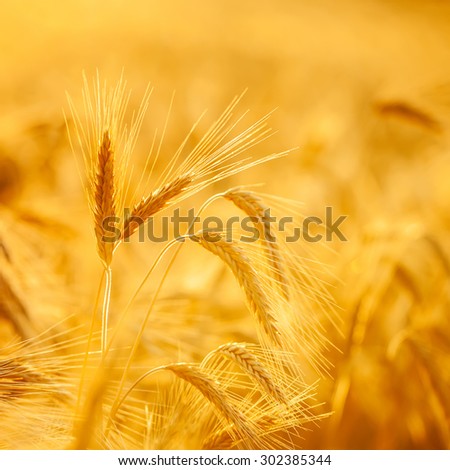 Ripening ears of yellow wheat field on the sunset sky background. Nature photo Idea of rich harvest.