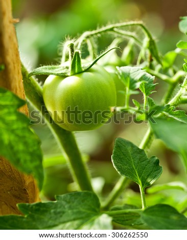 Tomatoes in the greenhouse with the ripening fruits. The reddening tomatoes on a branch.