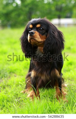 beautiful Cavalier King Charles Spaniel dog posing at a dog show
