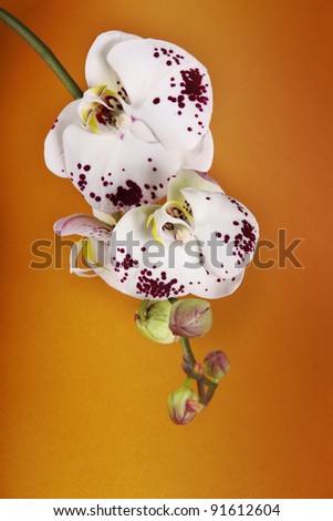 Orchid Phalaenopsis. Flowers white orchids on a orange background.
