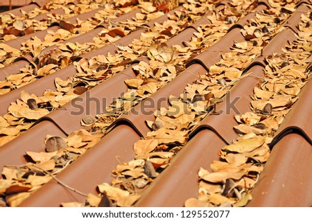 Leaves on the roof
