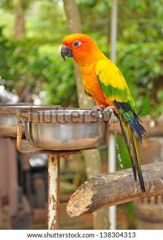 A colorful parrot is eating the food.