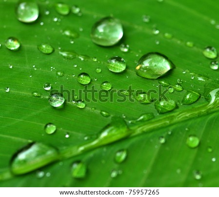 Top view of water drop on green leaf.