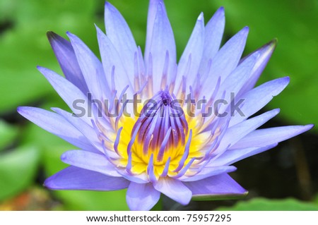 Macro shot of brighten water lily isolated on background.