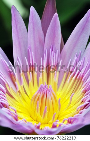 Macro shot of a purple water lily flower isolated on background.