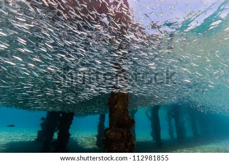 A shoal of baitfish form a circular ball underneath a manmade jetty while Lionfish patrol below