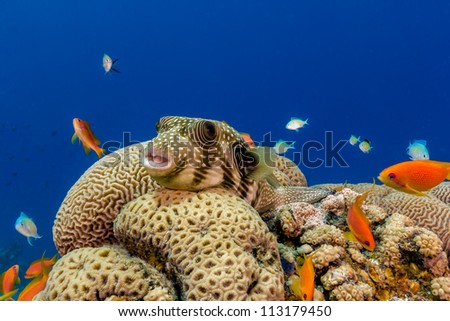 Poisonous white spotted pufferfish sits on a brain coral on a tropical coral reef