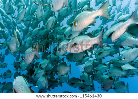 A large school of Snapper in deep water off Shark Reef in the Ras Mohammed National Park, Egypt