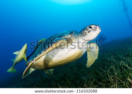 Green Turtle with 2 attached remora with a SCUBA diver in the background over a bed of sea grass in the Red Sea