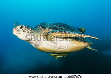 Green Turtle with remora attached swimming above seagrass and a cloud of silt in the Red Sea