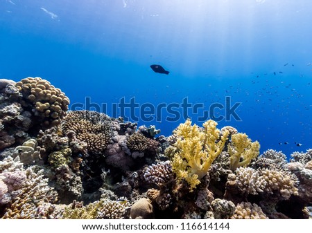 Soft and hard corals on a tropical reef with sun rays penetrating downwards from the surface