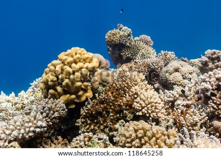 Hard corals in blue water on a tropical coral reef