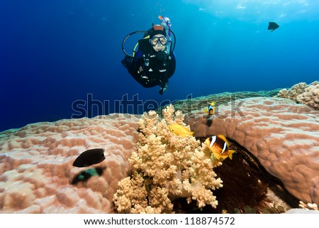 Female scuba diver next to anemone fish on a porite coral