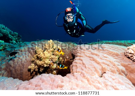 SCUBA diver next to a hard coral containing a pair of anemone fish