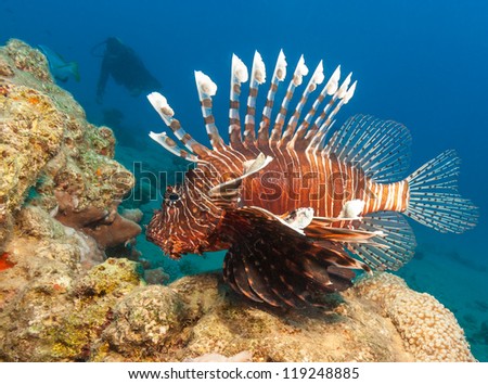 Lionfish with the silhouette of a SCUBA diver behind on a coral reef in the Red Sea