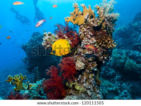 A pair of SCUBA Divers swim past a butterfly fish and colorful corals in the Ras Mohammed National Park, Egyptian Red Sea