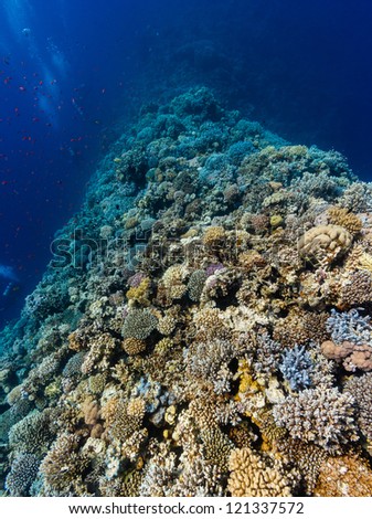 Distant SCUBA divers swim along a hard coral ridge in deep water in the Egyptian Red Sea