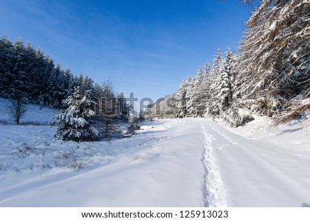 A snowy track winds past snow covered fir trees in a remote area