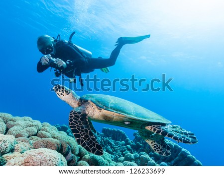 A SCUBA diver taking a photograph of a Hawksbill turtle on a tropical coral reef