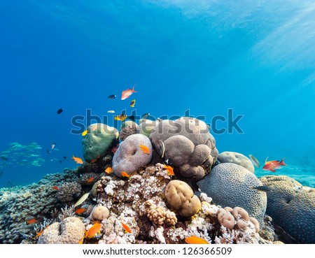 Sun rays illuminate a shallow water hard coral pinnacle on a tropical reef