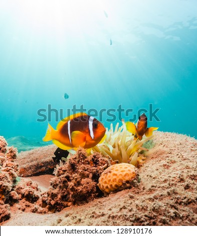 A pair of clownfish inside an old rubber tire on a coral reef