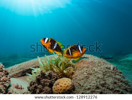 2 Clownfish inside a discarded rubber tire on a coral reef