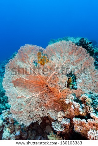 A large fan coral in deep water
