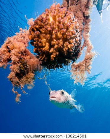 A burrfish hovers next to a coral encrusted mooring line in shallow water