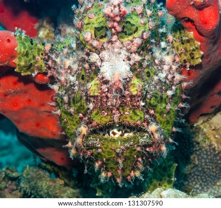 A well hidden green frogfish opens its mouth to the camera