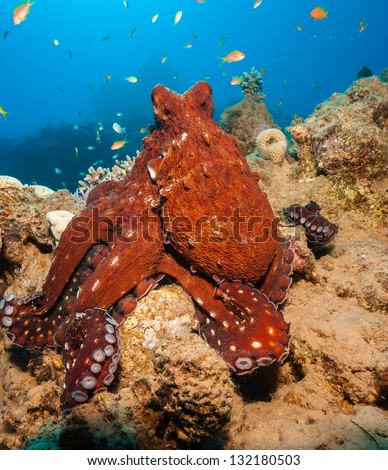 A white spotted Octopus on a rock
