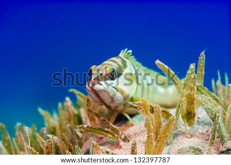 A black tip grouper hiding in seagrass