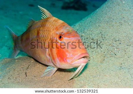 A Goatfish resting on a sandy sea bed