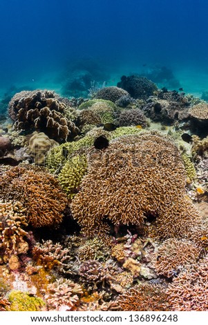 Colorful hard corals on a shallow water tropical coral reef