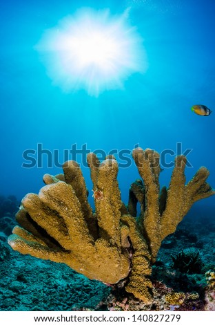 Fingers of hard coral reach toward the surface in blue water with a sun burst behind on a tropical reef