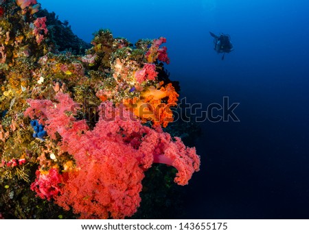 A SCUBA diver swims next to colorful soft corals on a deep water wall