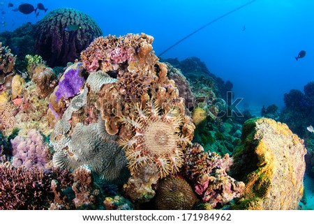 A Crown of Thorns Starfish feeding on living coral.  Outbreaks of Crown of Thorns can devastate a coral reef.