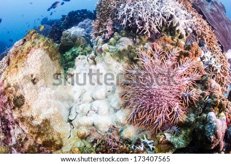 Crown of Thorns starfish leaves a trail of bleached white coral as it feeds on a tropical reef