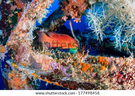 A Coral Grouper swimming around an underwater shipwreck
