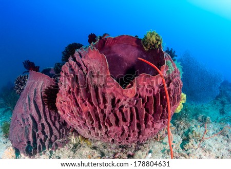 Sponges and Crinoids on a tropical coral reef