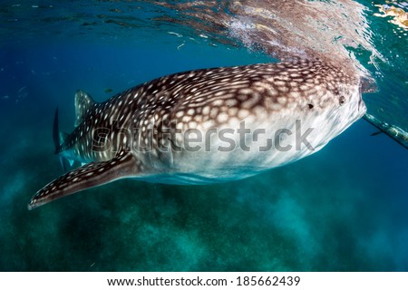 Large Whale Shark feeds near the surface of the ocean.  Whale sharks are amongst the largest fish on the planet and are threatened due to asian fishing and finning markets.