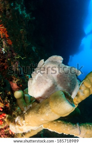 Giant Frogfish on a tube sponge in deep ocean