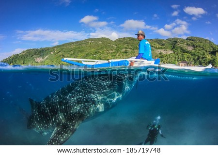 OSLOB, PHILIPPINES - APRIL 01 2014: Whale Shark, Fisherman and SCUBA diver. A fisherman feeds a large Whale Shark whilst a SCUBA diver watches on. This practice has been condemned by some experts.