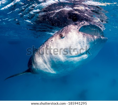 Large whale shark feeding on tiny fish near the surface of the ocean